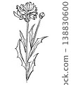 一幅手繪線條藝術插圖，描繪了盛開的矢車菊。 138830600