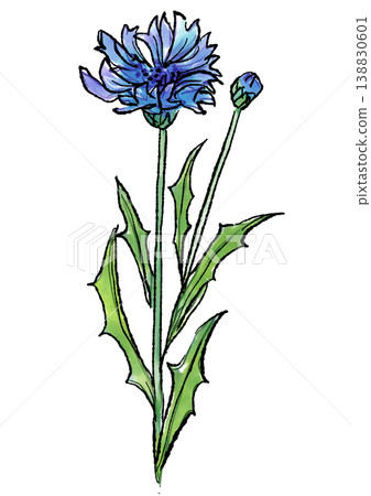 Hand-drawn line art and watercolor illustration of cornflowers in full bloom Hand-drawn line art and watercolor illustration of cornflowers in full bloom 138830601