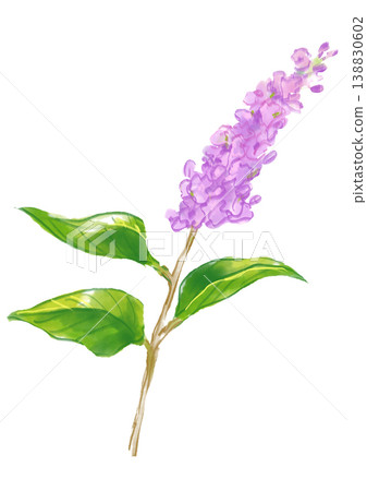 一幅手繪水彩插圖，描繪了盛開的丁香花。 138830602
