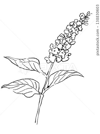 一幅手繪線條藝術插圖，描繪了盛開的丁香花。 138830603