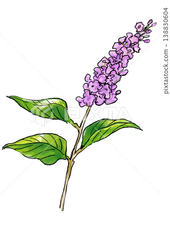 Hand-drawn line art and watercolor illustration of blooming lilac flowers 138830604
