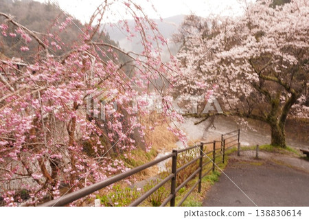 河邊櫻花盛開 河邊櫻花盛開 138830614
