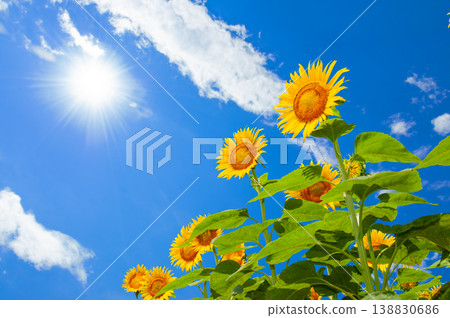 向日葵在盛夏的陽光下盛開 向日葵在盛夏的陽光下盛開 138830686