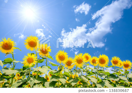 盛開的向日葵花田,以及湛藍的夏日天空。 盛開的向日葵花田,以及湛藍的夏日天空。 138830687