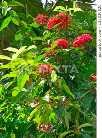 Exotic West Indian Jasmine Blooms in Natural Jungle Setting with Sunlit Branches 138830820