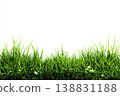 grass isolated on white background 138831188
