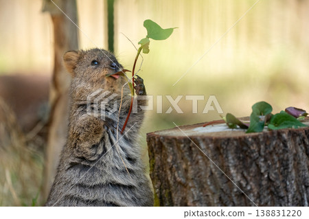 一隻短尾矮袋鼠用爪子吃樹葉——一隻可愛的小動物在大自然中放鬆身心。 138831220