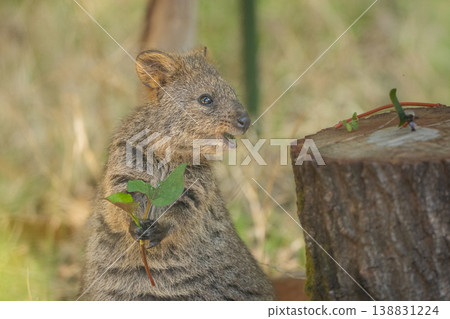 A quokka's profile as it holds a leaf and opens its mouth - a cute little animal in nature A quokka's profile as it holds a leaf and opens its mouth - a cute little animal in nature 138831224