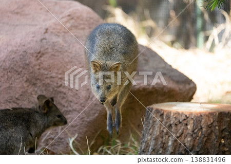 A quokka jumps in the moment: Cute little animals in action in nature. A quokka jumps in the moment: Cute little animals in action in nature. 138831496
