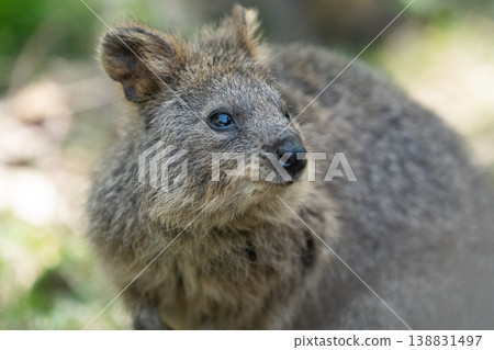 A portrait of a quokka gazing intently: A cute little animal in nature A portrait of a quokka gazing intently: A cute little animal in nature 138831497