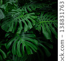 Monstera Deliciosa Plant, Dark Background, Close-up 138831763