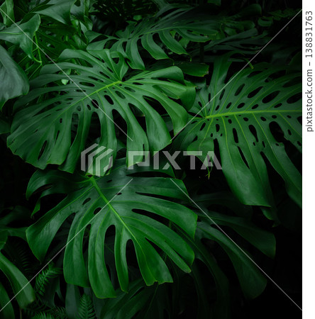 Monstera Deliciosa Plant, Dark Background, Close-up Monstera Deliciosa Plant, Dark Background, Close-up 138831763