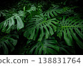 Monstera Deliciosa Plant, Dark Background, Close-up 138831764