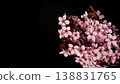 Close-up of a flowering ornamental cherry tree isolated on black background 138831765