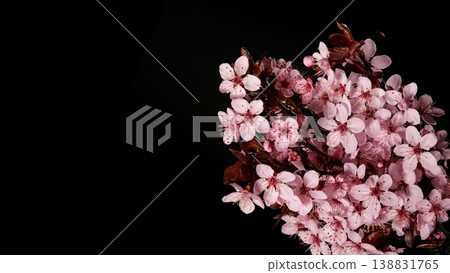 Close-up of a flowering ornamental cherry tree isolated on black background Close-up of a flowering ornamental cherry tree isolated on black background 138831765