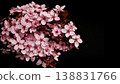 Close-up of a flowering ornamental cherry tree isolated on black background 138831766