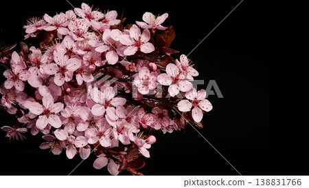 Close-up of a flowering ornamental cherry tree isolated on black background 138831766