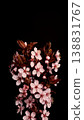 Close-up of a flowering ornamental cherry tree isolated on black background 138831767