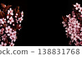Close-up of a flowering ornamental cherry tree isolated on black background 138831768