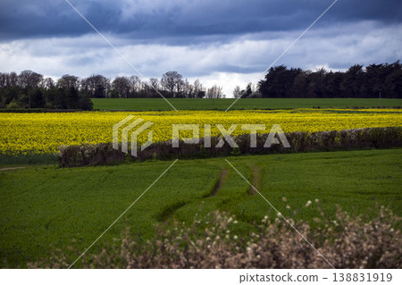 Field of rapeseed under moody sky Field of rapeseed under moody sky 138831919