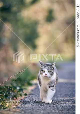 Cat looking back Cat looking back 138832012