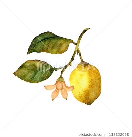 Lemon on branch with leaves and flower. Hand draw watercolor element isolated on white background Lemon on branch with leaves and flower. Hand draw watercolor element isolated on white background 138832058