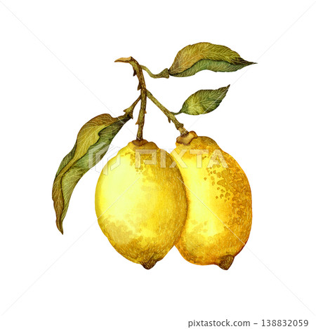 Lemons on branch with leaves. Watercolor illustration. Hand draw element isolated on white background Lemons on branch with leaves. Watercolor illustration. Hand draw element isolated on white background 138832059