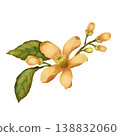 Flower with buds and leaves. Watercolor illustration isolated on white background 138832060