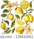 Lemon fruits with leaves and flowers. Set of hand draw watercolor elements isolated on white background 138832061
