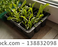 Spring cultivation of flower seedlings for the garden 138832098