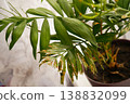 Dry leaves of a domestic ornamental palm tree, poor condition of the plant. Fungus on leaves and branches. Poor care of the date palm. Concept: flower disease 138832099