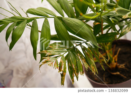 Dry leaves of a domestic ornamental palm tree, poor condition of the plant. Fungus on leaves and branches. Poor care of the date palm. Concept: flower disease 138832099