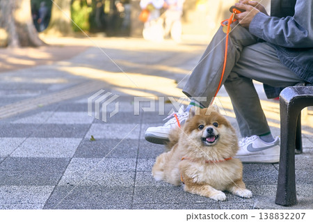 老人們在公園遛狗 老人們在公園遛狗 138832207