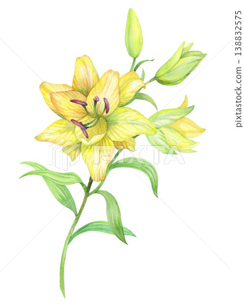Yellow lily with buds. Handmade watercolor illustration. For packaging design, cards, cover, prints, product labels and fabric. Yellow lily with buds. Handmade watercolor illustration. For packaging design, cards, cover, prints, product labels and fabric. 138832575