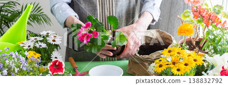 Vibrant scene with a man tending potted geranium, green foliage around, emphasizing hobby gardening, spring decor and outdoor enjoyment, spring terrace or balcony decorated with blooming flowers 138832792