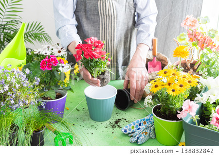 Spring balcony scene with a gardener arranging colorful carnation in pots, set against a green leafy backdrop, emphasizing home gardening, care and a joyful hobby atmosphere 138832842