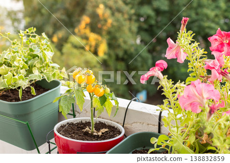 People plant and care for tomato plants on a balcony in the city. The small pots show green and red tomatoes ready to be picked during the growing season 138832859