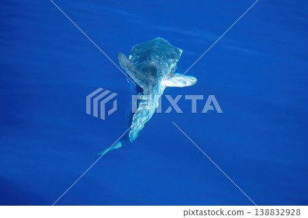 Sunfish on sea surface, mola mola Sunfish on sea surface, mola mola 138832928