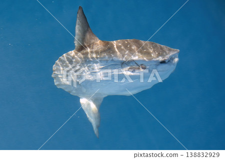 Sunfish on sea surface, mola mola 138832929