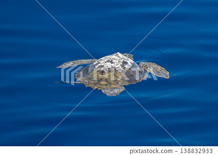 young juvenile sea turtle caretta caretta on sea surface with parasites young juvenile sea turtle caretta caretta on sea surface with parasites 138832933