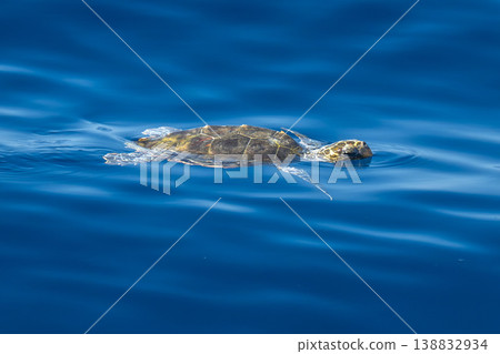 young juvenile sea turtle caretta caretta on sea surface with parasites young juvenile sea turtle caretta caretta on sea surface with parasites 138832934