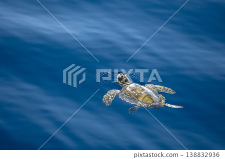 young juvenile sea turtle caretta caretta on sea surface with parasites young juvenile sea turtle caretta caretta on sea surface with parasites 138832936
