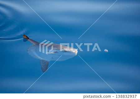 Sunfish on sea surface, mola mola eating a velella hydrozoo jellyfish Sunfish on sea surface, mola mola eating a velella hydrozoo jellyfish 138832937