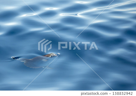 Sunfish on sea surface, mola mola eating a velella hydrozoo jellyfish 138832942
