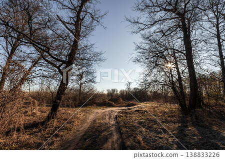 Sunlit woodland trail winds along a dirt road 138833226