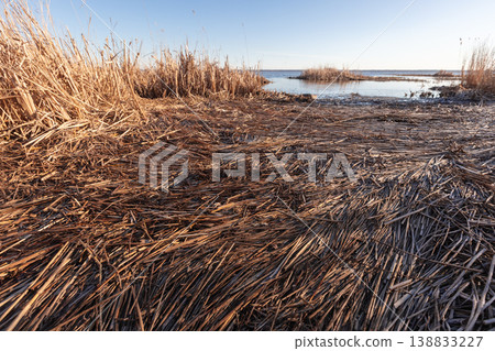 Dried reeds blanket a marshy shoreline of Baltic Sea Dried reeds blanket a marshy shoreline of Baltic Sea 138833227