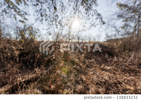 Sunlit dry wild grass and delicate seedheads on a spring day 138833232