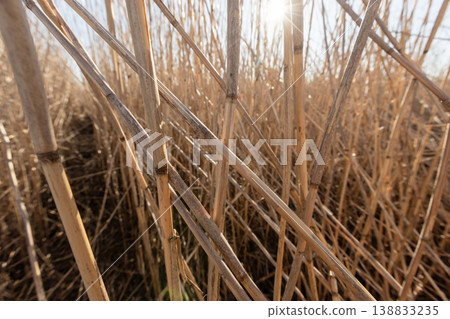 Close-up view of dry reed stems and tangled tall grass Close-up view of dry reed stems and tangled tall grass 138833235