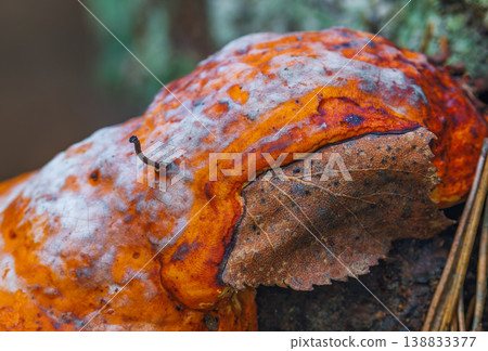 Red-Belted Conk fungus - Fomitopsis pinicola Red-Belted Conk fungus - Fomitopsis pinicola 138833377