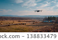 Drone Herding Cattle on Farm Field, Smart Agriculture and Automated Livestock Management 138833479
